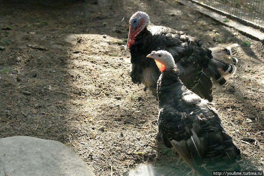 Поймайте мне кролика Нижегородская область, Россия Поймайте мне кролика Нижегородская область, Россия