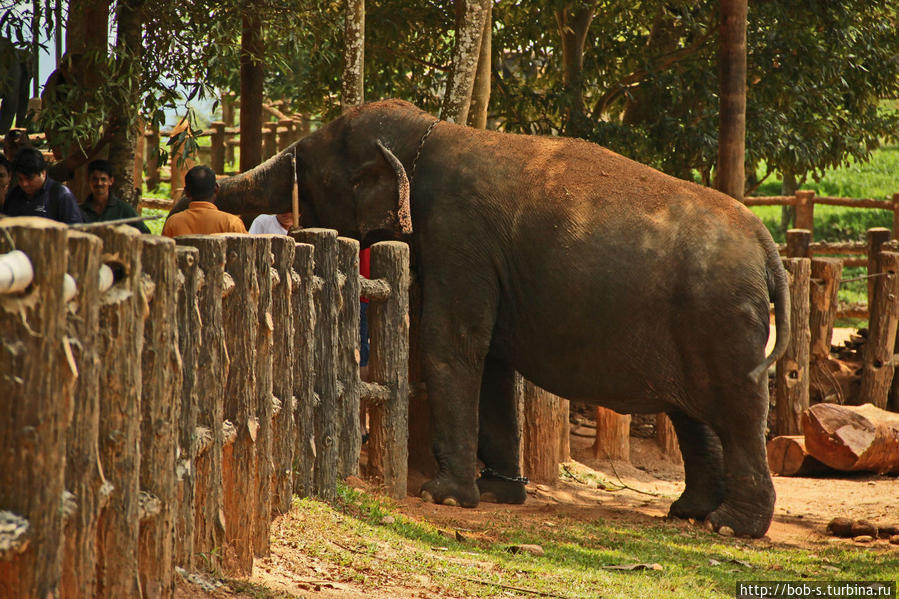 Шри — Ланка. Райский островок. Шри-Ланка Шри — Ланка. Райский островок. Шри-Ланка