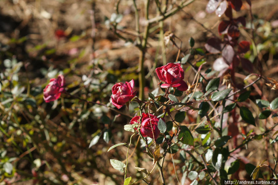 Розы в январе Йезд, Иран