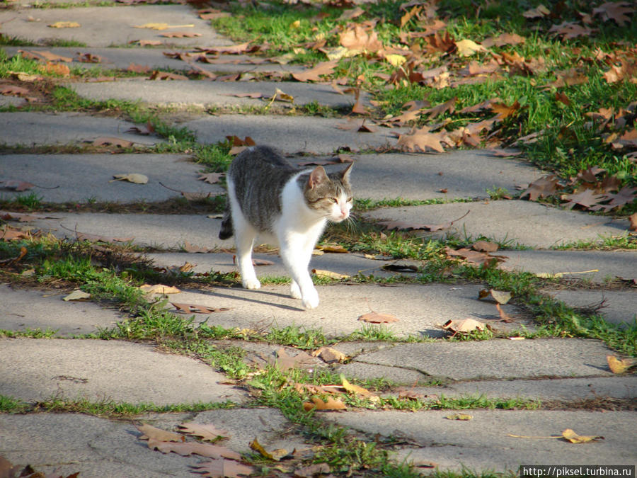 Осенняя медитация Киев, Украина Осенняя медитация Киев, Украина