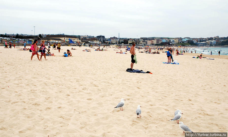 На пляжах Австралии никто не торгует лежаками