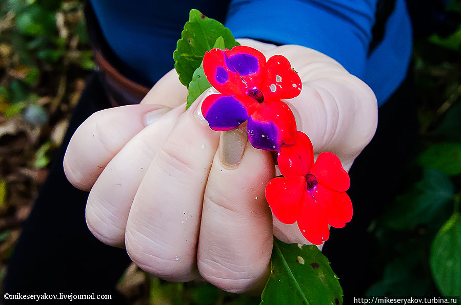 Активитес Ареналя Аренал, Коста-Рика Активитес Ареналя Аренал, Коста-Рика