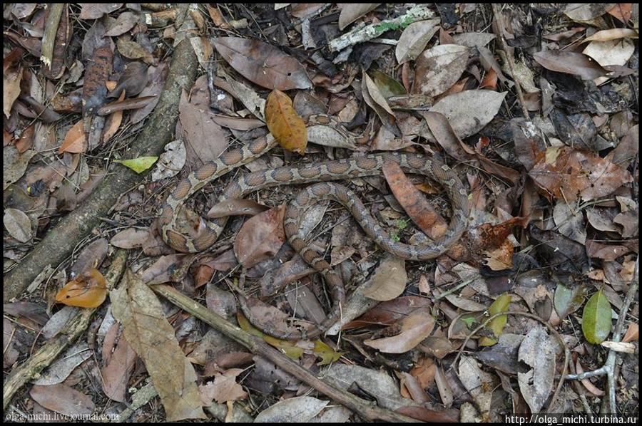 И снова разные пресекающие вокруг лагеря. Гватемала И снова разные пресекающие вокруг лагеря. Гватемала