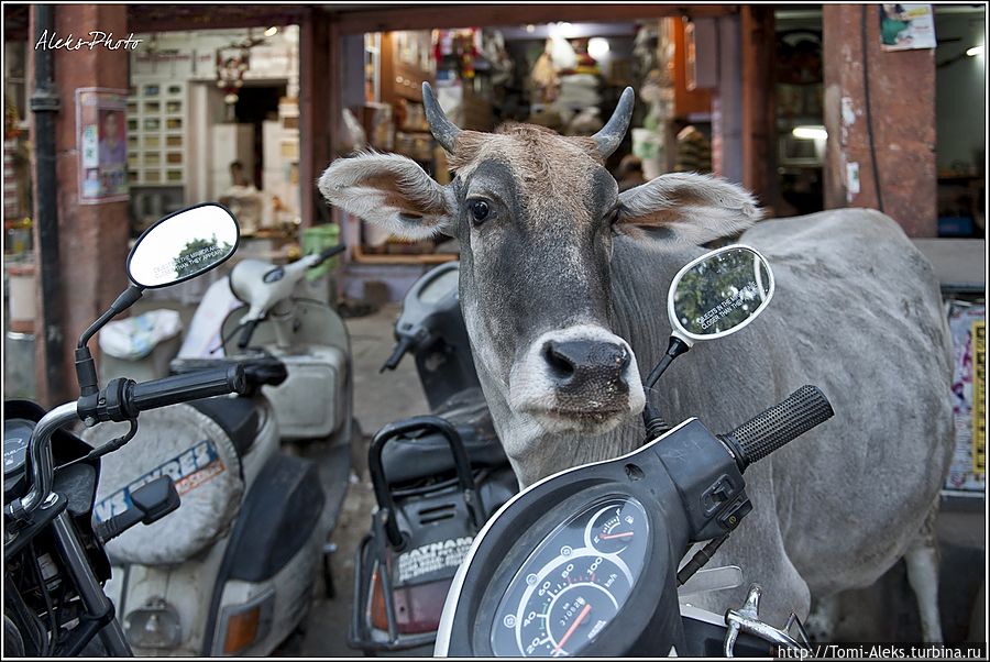 А это — разве не чудо. Наивной простоте коров в Индии можно позавидовать...
* Джайпур, Индия
