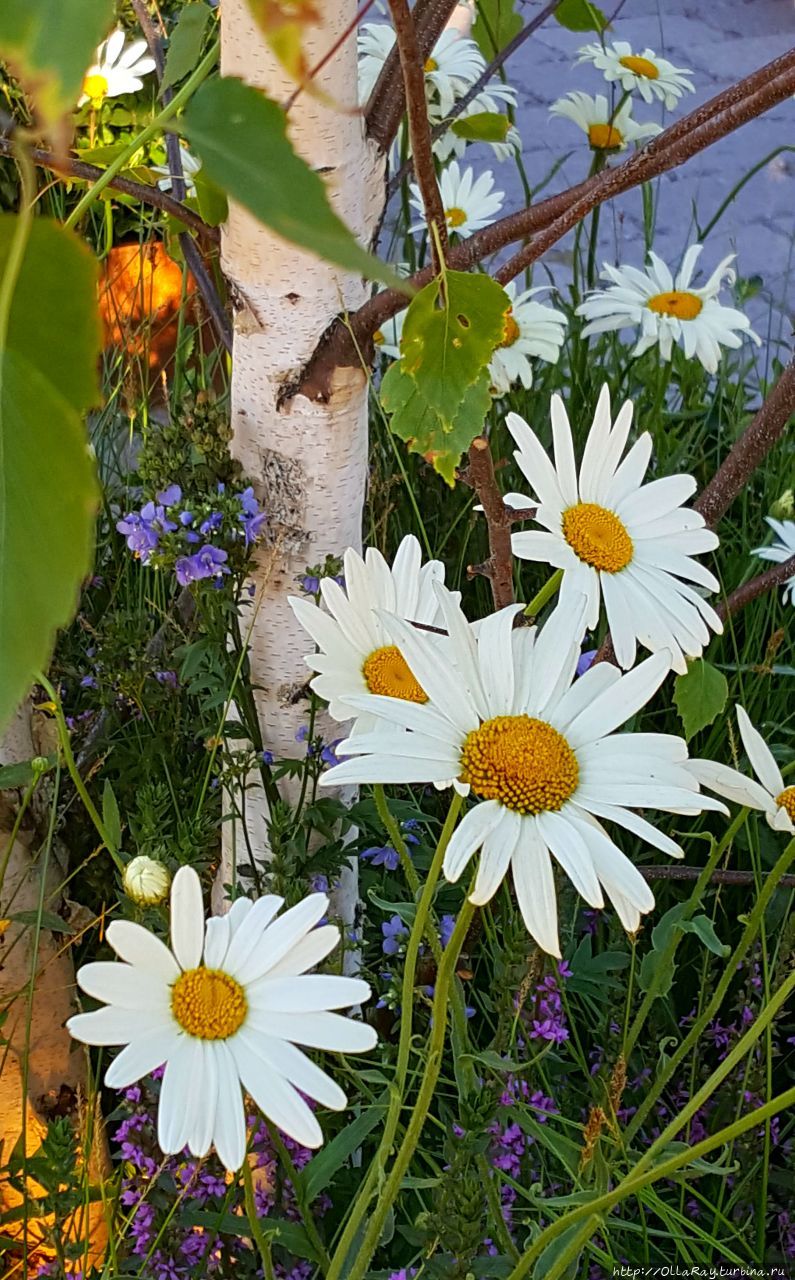 MoscowFlowerShow 2018 —  праздник цветов и садов. Москва, Россия