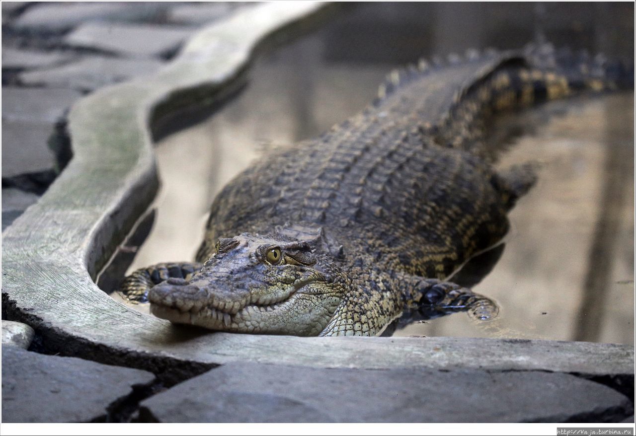 Зоопарк Манилы Манила, Филиппины Зоопарк Манилы Манила, Филиппины