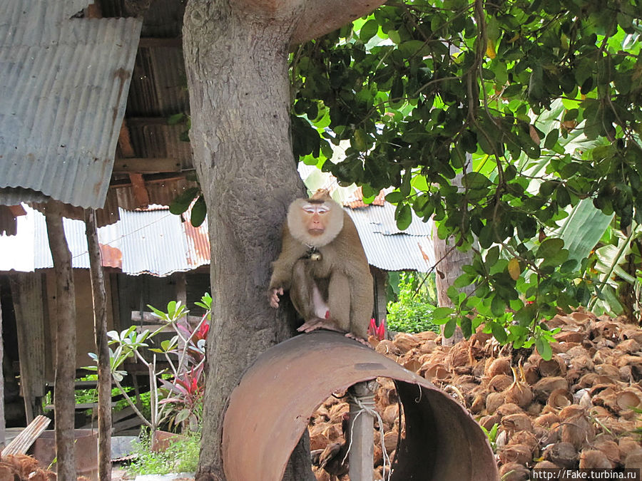 рабочая обезьяна. снимает кокосы с дерева. заработывает в день по 800 батт примерно) Остров Самуи, Таиланд