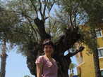 На фоне 2000 летнего оливкового дерева