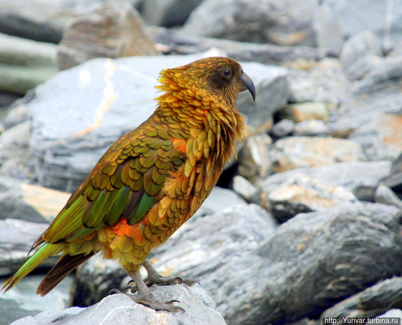 Попугай Кеа Вестленд Таи Поутини Национальный парк, Новая Зеландия