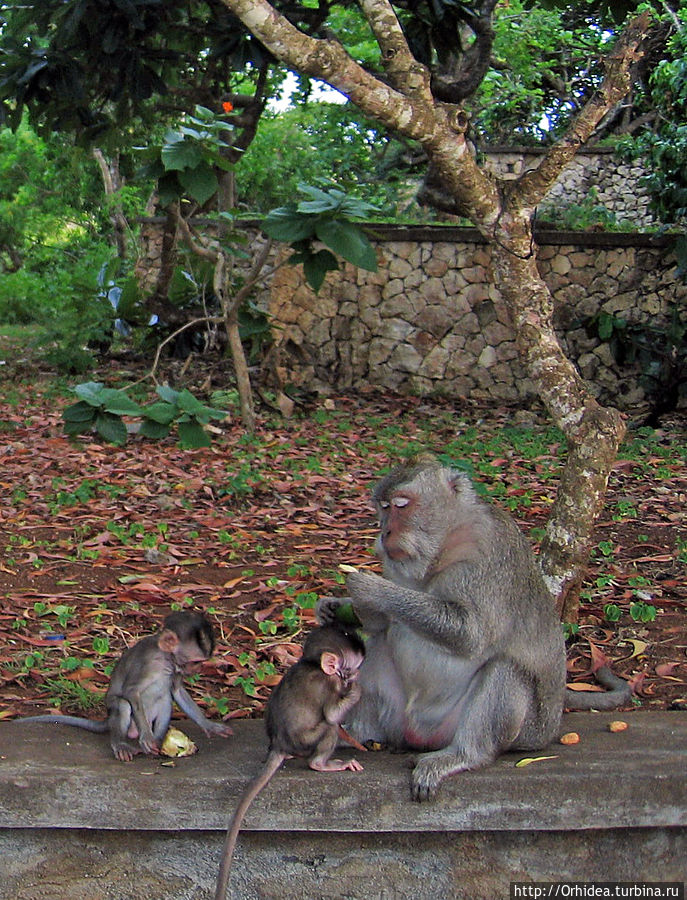 О-па, здесь обезьяны! Осторожно, здесь обезьяны! Улувату, Индонезия