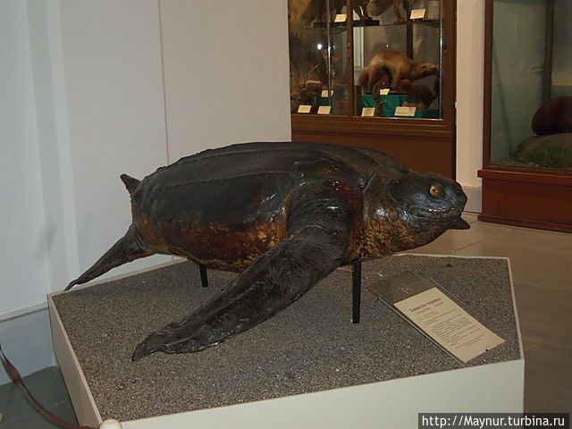 Кожистая черепаха. Кожистая черепаха.