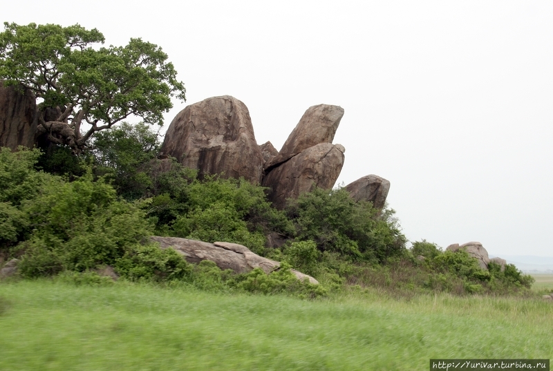 На таких каменных грядах (Lion Copy) любят проводить свой досуг львиные прайды Серенгети Национальный Парк, Танзания