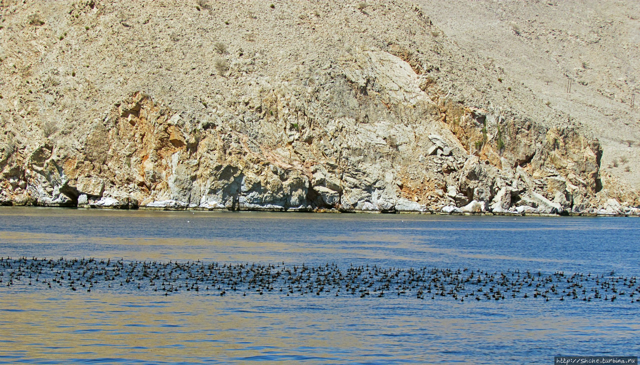 но пока удивительное явление крупной стаи местных водоплавающих Загхи, Оман