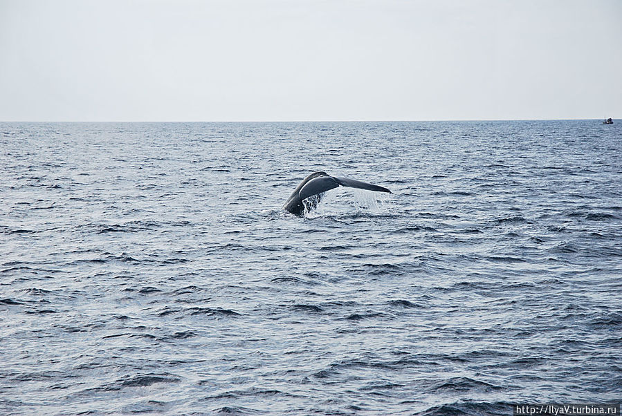 Прогулка с китами Мирисса, Шри-Ланка