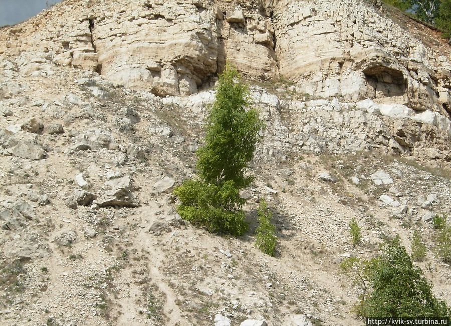одинокое дерево одинокое дерево