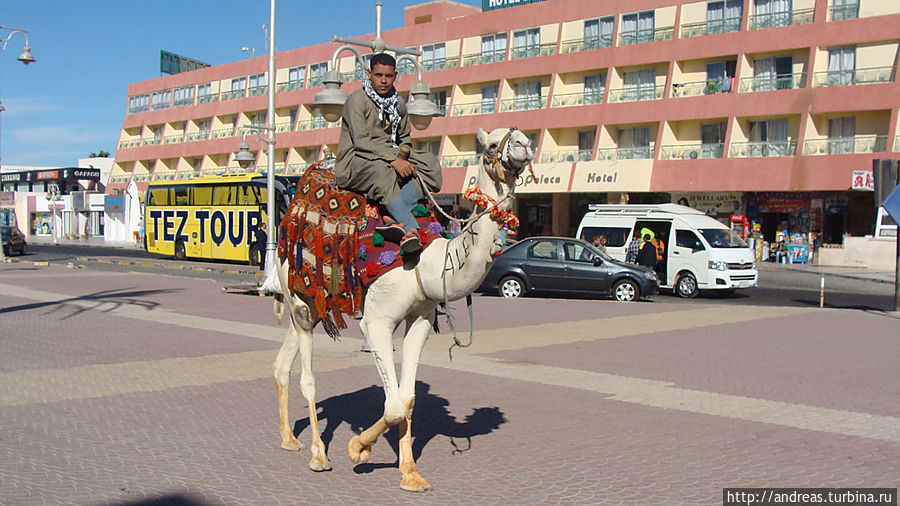 Верблюд Алекс Верблюд Алекс