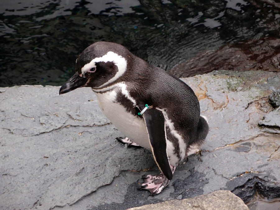 Океанариум Лиссабон, Португалия Океанариум Лиссабон, Португалия