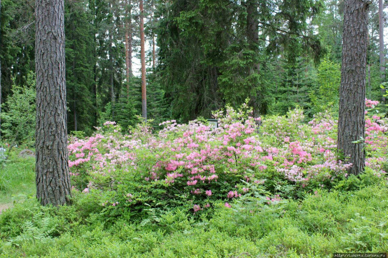 Арборетум Мустила -  природная достопримечательность Finland