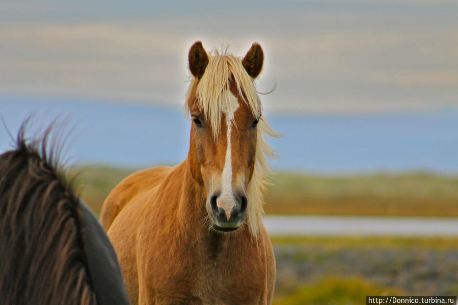 Ну, здравствуй, зеленая исландская лошадь! Исландия