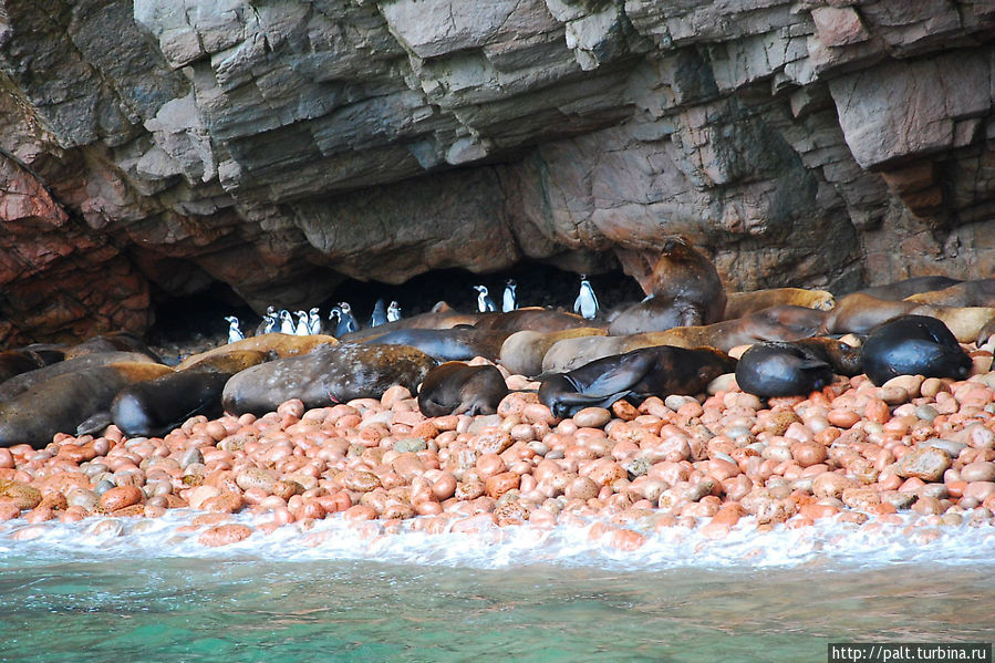 Элегантные мини-пингвины Гумбольта Острова Бальестас Национальный Резерват, Перу