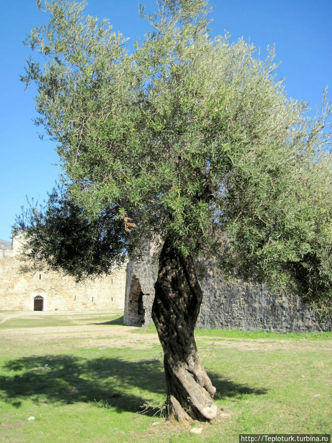 Древняя маслина Анамур, Турция