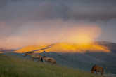 Лошади Пржевальского в парке Хустай