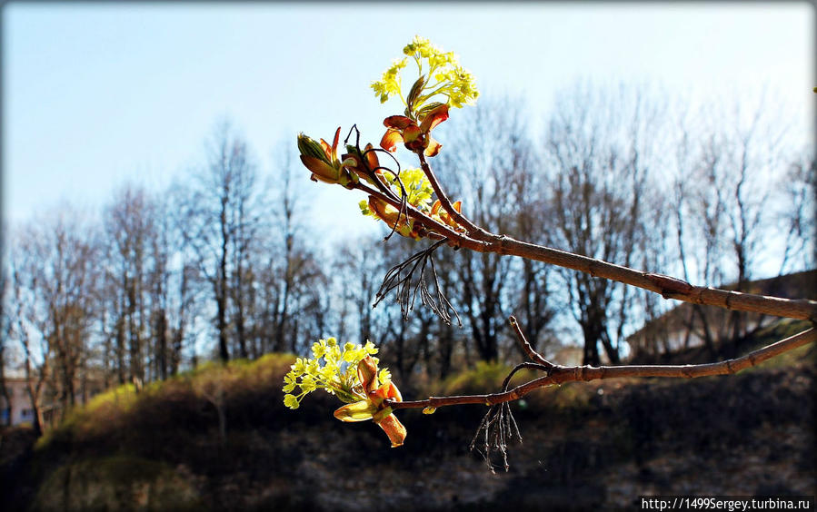 Весенняя прогулка по Нарве или размышления о ботанике Нарва, Эстония Весенняя прогулка по Нарве или размышления о ботанике Нарва, Эстония
