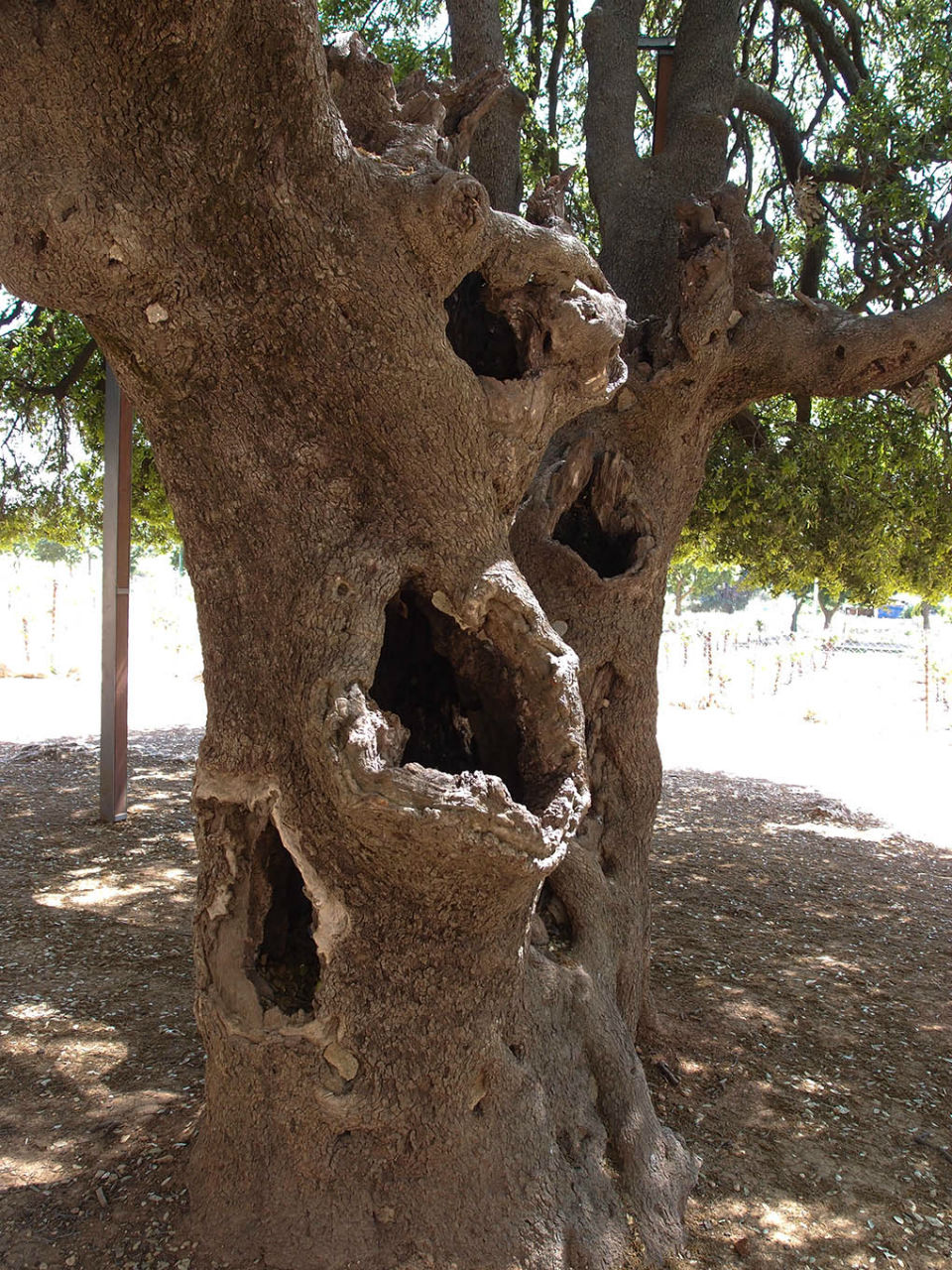 Одинокий дуб Кфар-Эцион, Палестина