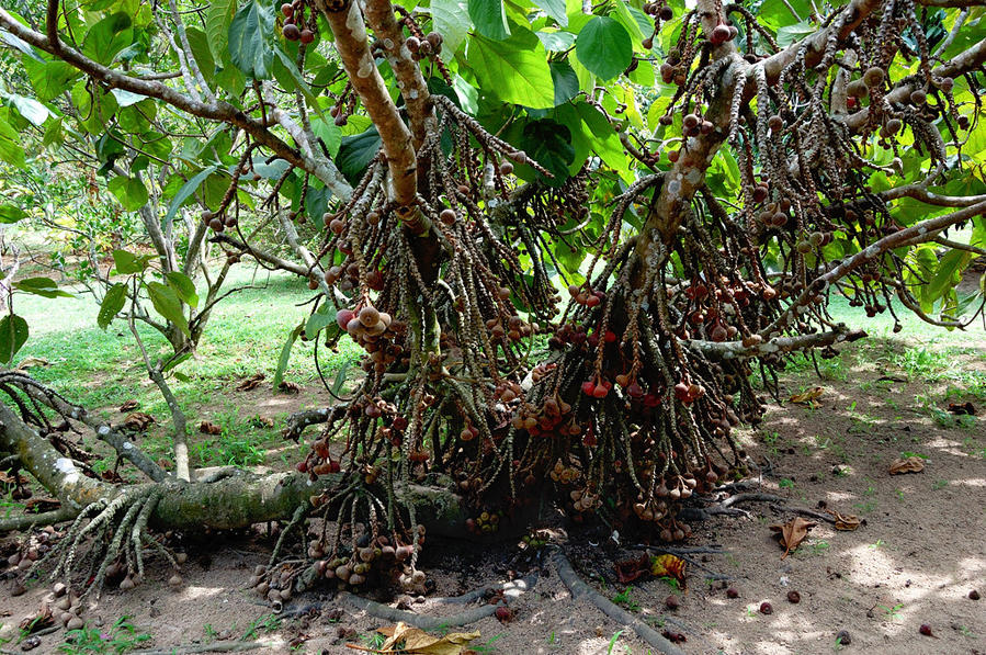 Ферма тропических фруктов Пинанг остров, Малайзия