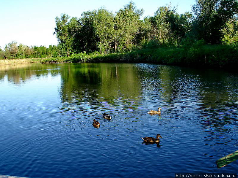 Мертвый Донец — живая вода Недвиговка, Россия