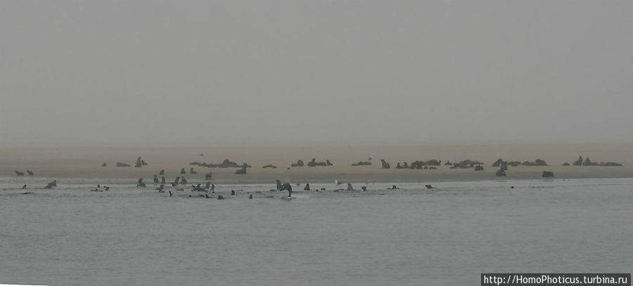 Пеликаны, тюлени, устрицы и прочая живность Китовой бухты