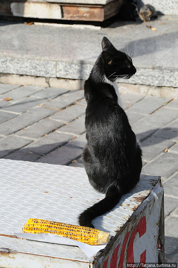 Быстрые зарисовки в Стамбуле Стамбул, Турция Быстрые зарисовки в Стамбуле Стамбул, Турция