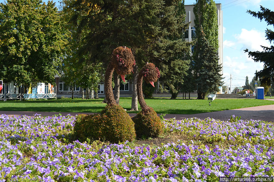 Пара лебедей возле Дворца Бракосочетания Тамбов, Россия