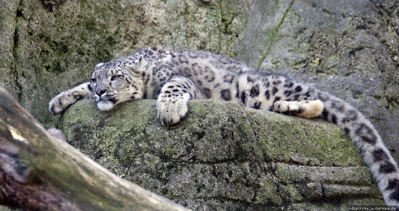 Зоопарк Базеля Базель, Швейцария Зоопарк Базеля Базель, Швейцария
