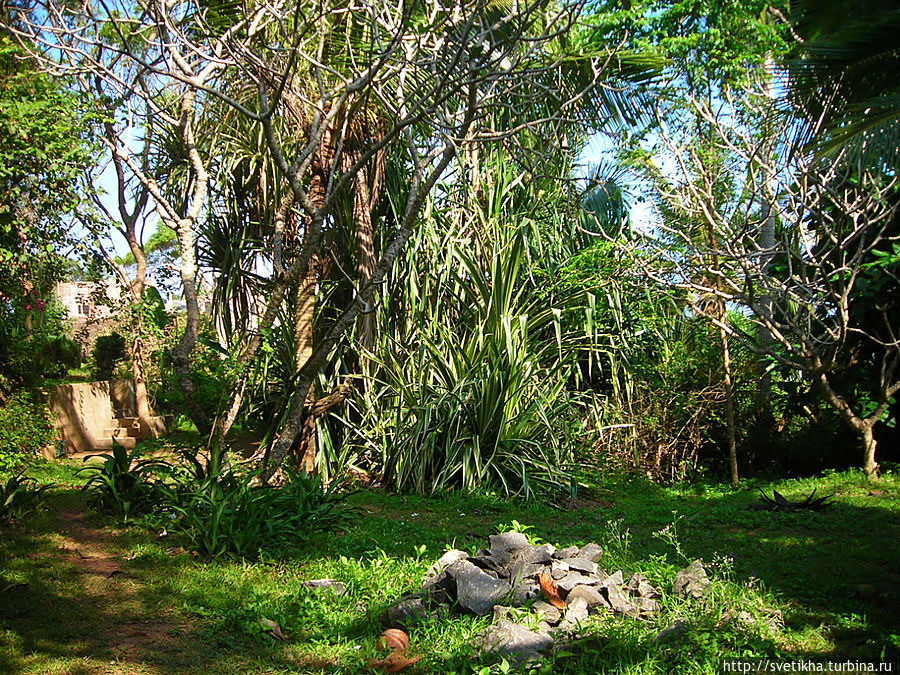 Сирипала, битель и  мангровые заросли
