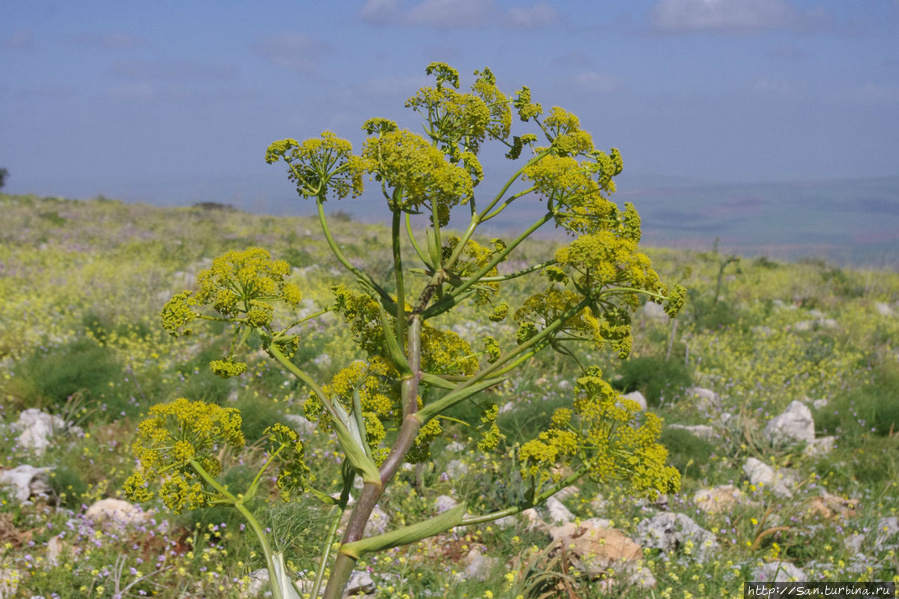 Грозное дерево  с элегантным названием ферула Афула, Израиль
