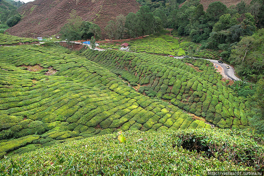 Чайные плантации — Sungai Palas Boh Tea Estate Танах-Рата, Малайзия