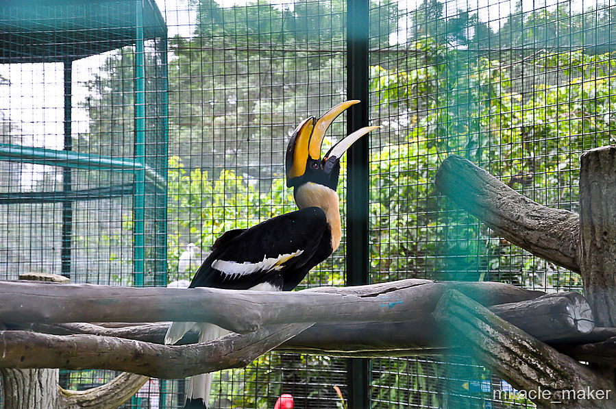 Просто нереальная птица. Благодаря характерному наросту на клюве она и получила свое название Носорог. Куала-Лумпур, Малайзия