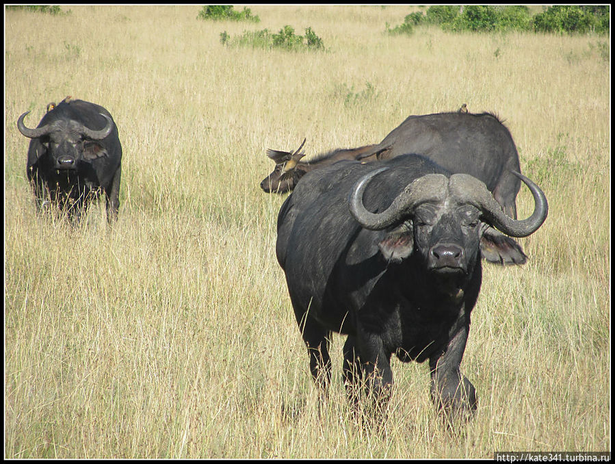 Открытие нового континента. Часть 2. Масаи Мара Масаи-Мара Национальный Парк, Кения