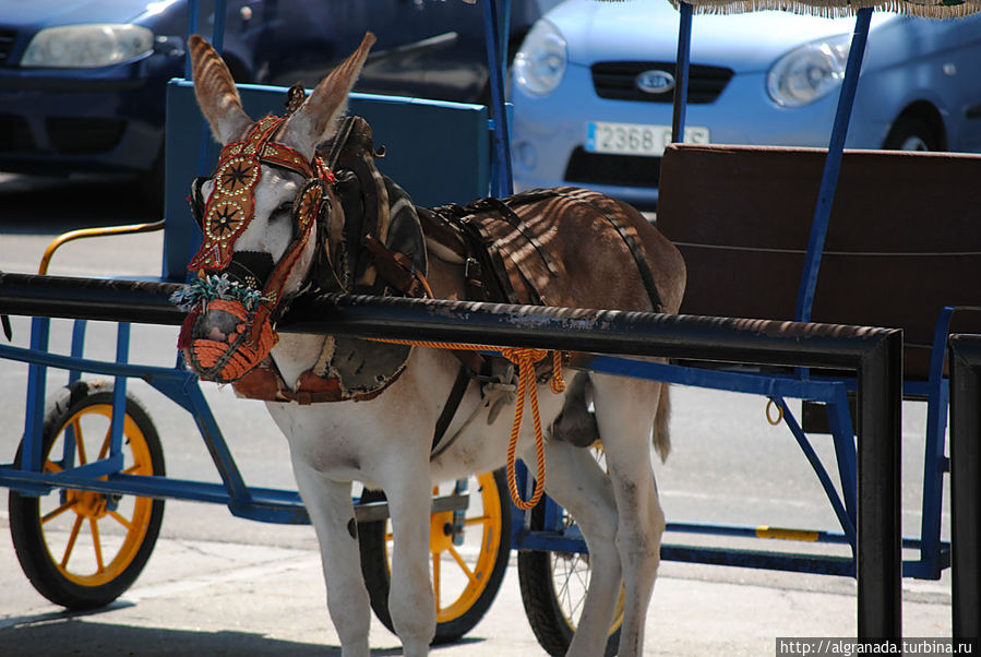 Ослиное Такси Ослиное Такси