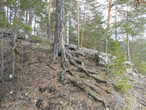 Сосны здесь крепко цепляются корнями за скалы и тонкий слой почвы