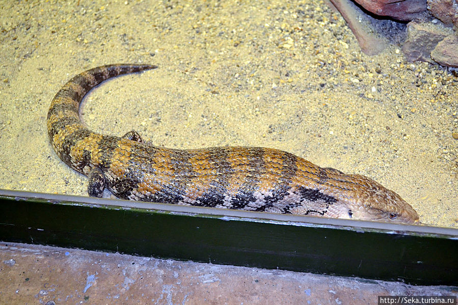 В будапештском зоопарке зимой Будапешт, Венгрия В будапештском зоопарке зимой Будапешт, Венгрия