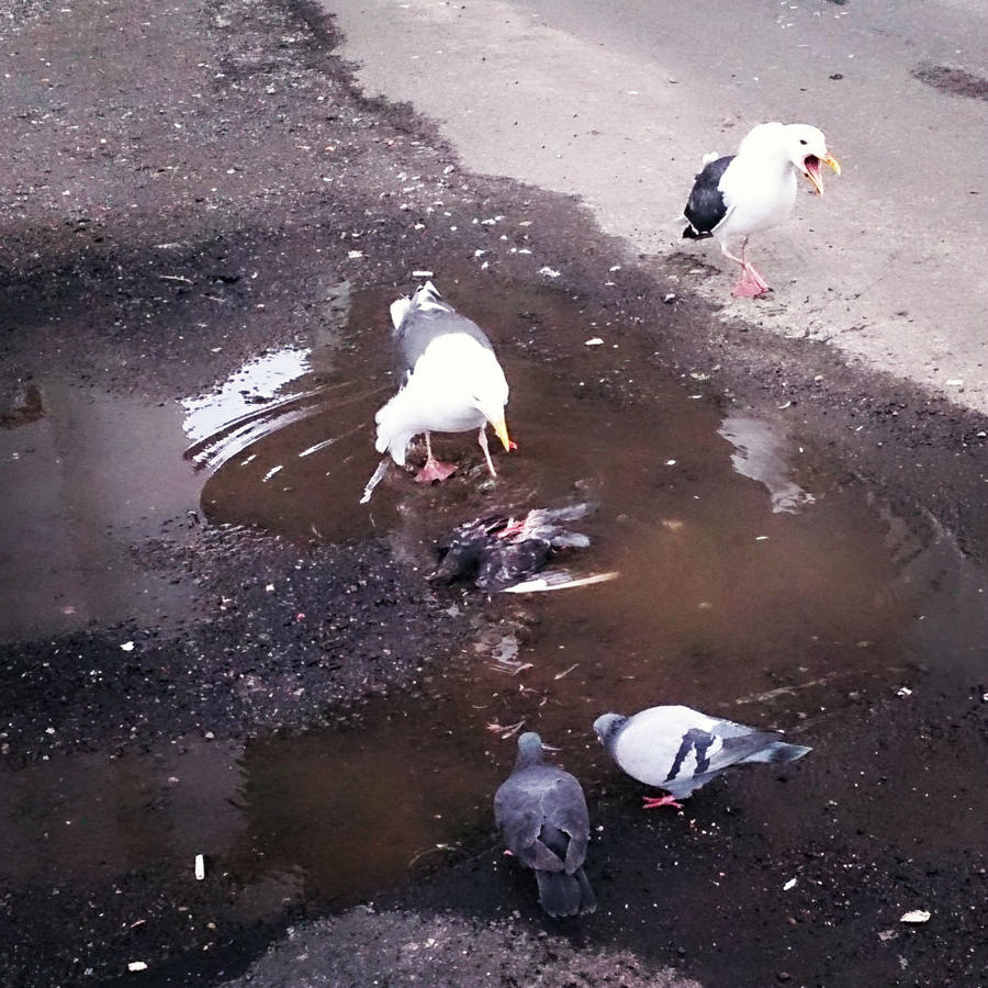 Центр города — огромные морские чайки расклевывают тушку только что убитого ими голубя. Магадан, Россия