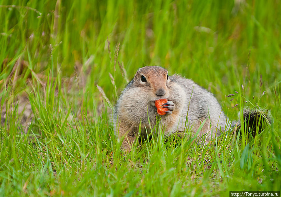 Евражка во всей красе Евражка во всей красе