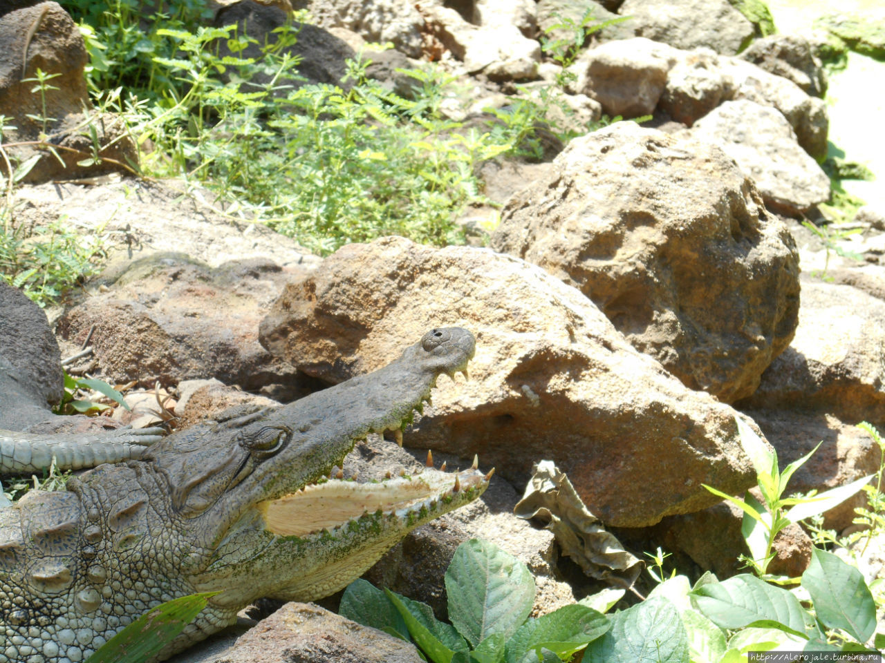 Экскурсии по стране. Ферма крокодилов Катчикалли