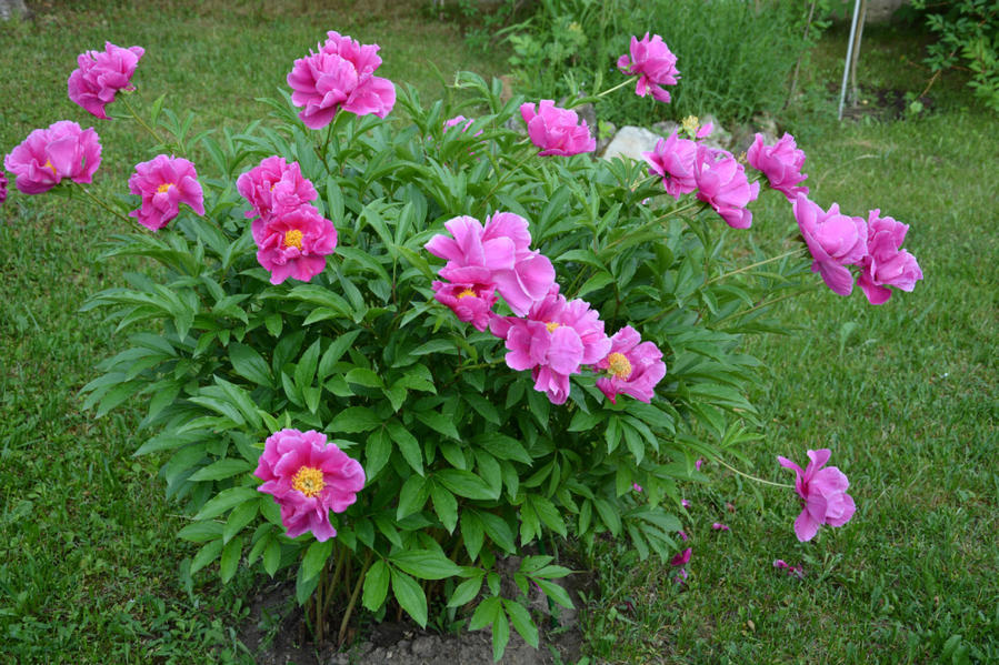 Ода пионам Москва и Московская область, Россия Ода пионам Москва и Московская область, Россия