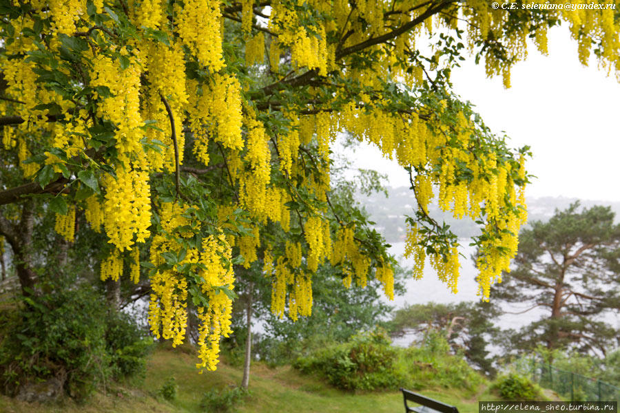 11. Дерево буйно цветёт яркими жёлтыми цветами.