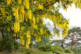 11. Дерево буйно цветёт яркими жёлтыми цветами.