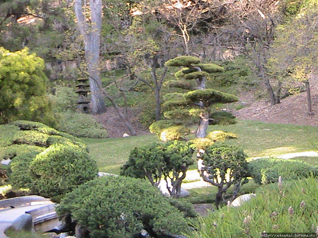 В Японском саду Хантингто