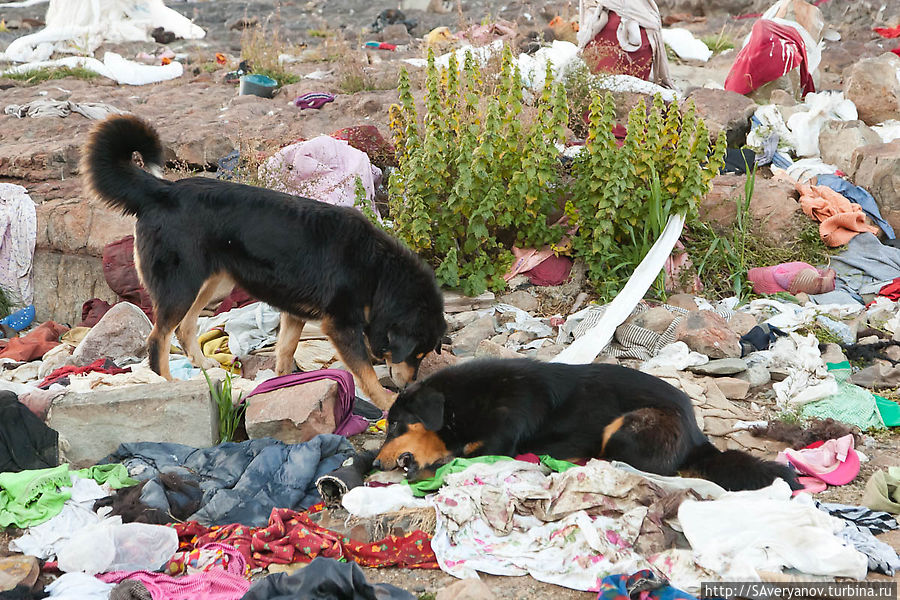 Собаки, питающиеся мясом трупов Тибет, Китай